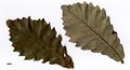 SpeciesSub: subsp. yunnanensis × Q.fabri SpeciesSub: subsp. yunnanensis × Q.fabri